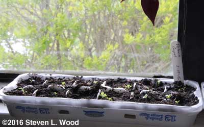 Tiny petunias in egg cartons