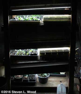 Plants under lights in basement