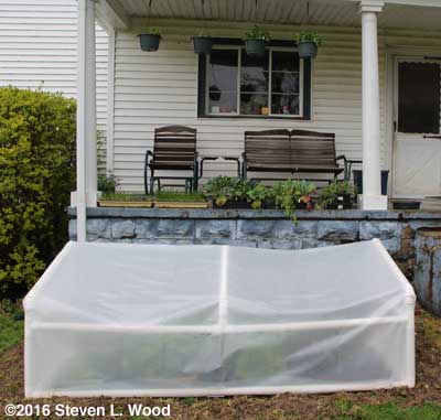 Cold frame and porch plants