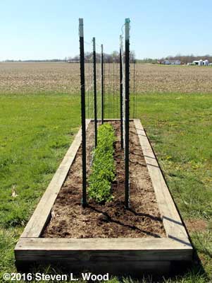 Peas offset between trellises