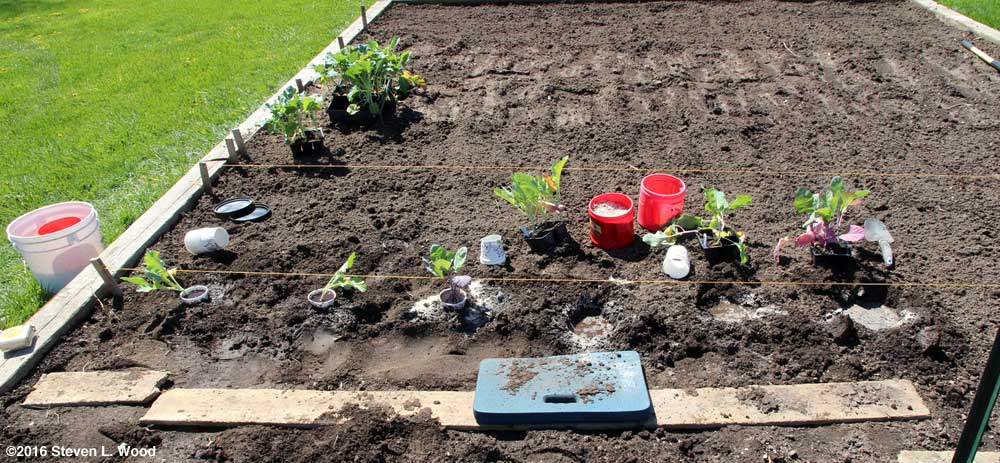 Planting cauliflower