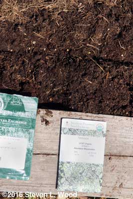Spacing spinach seed