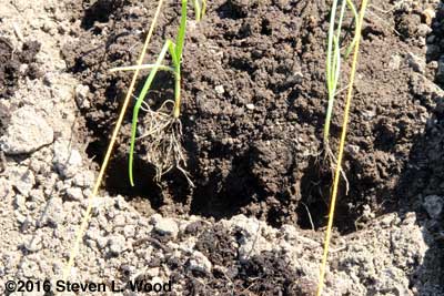 Transplanting onion plants
