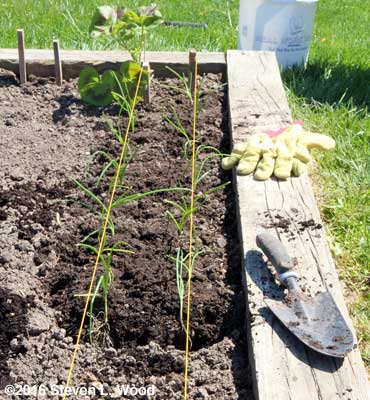 Double onion row