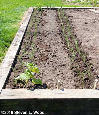 Onions and carrots planted