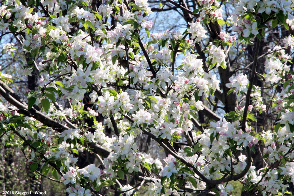 Blooms abound on our Granny Smith apple tree