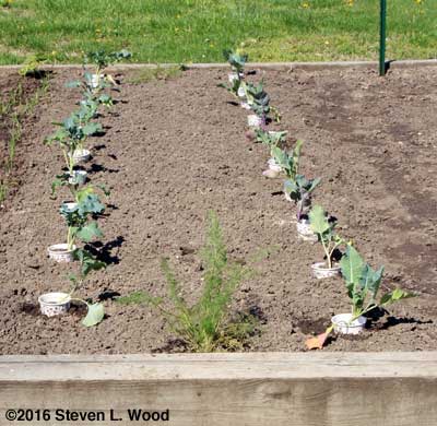 Onions by broccoli