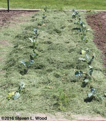 Brassicas mulched