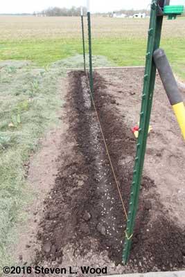 Pea seed in dampened furrow