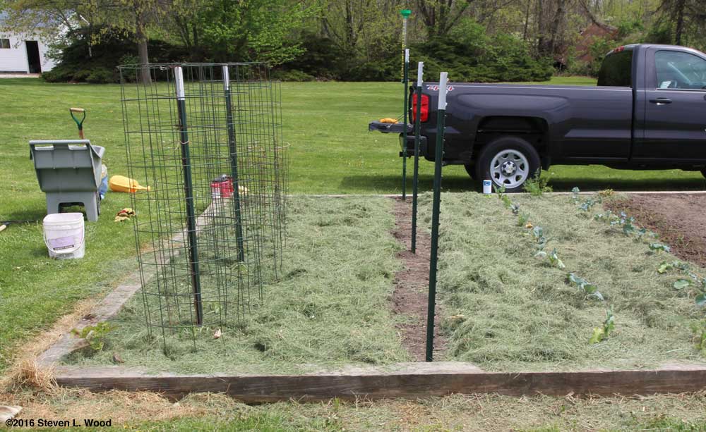 Tomatoes, peppers, peas, brassicas, and onions planted and mulched