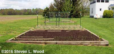 Raised beds planted