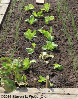 Lettuce transplanted