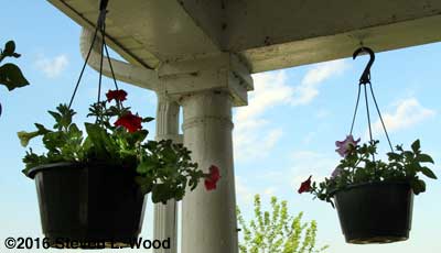 Petunias in baskets beginning to bloom
