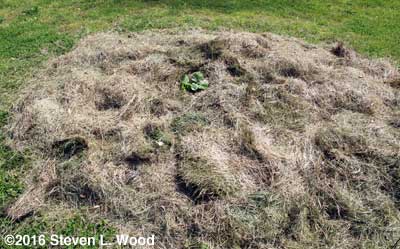 Old compost site mulched with butternuts planted