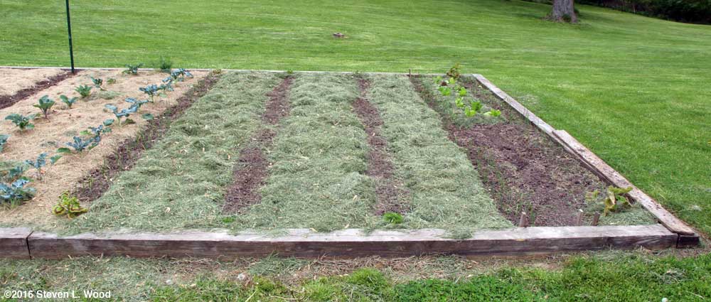 Main bed almost completely mulched