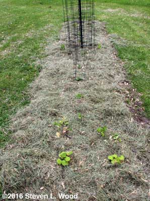 Peppers, parsley, and geraniums in isolation plot
