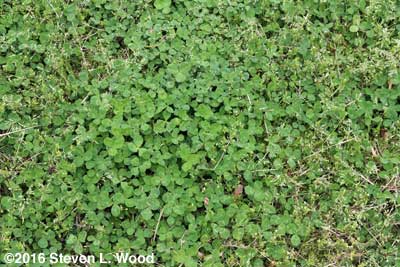Clover and alfalfa