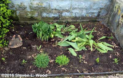 Overwintered and new dianthus