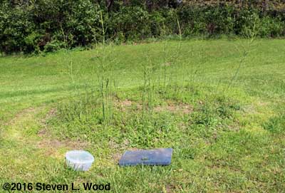 Bonnie's Asparagus Patch