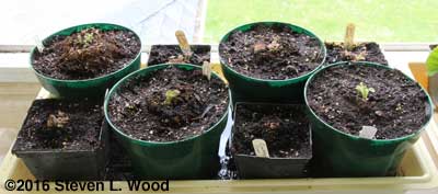 Gloxinias breaking dormancy