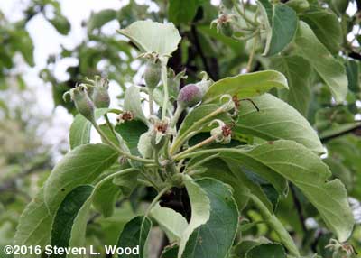 Tiny apples on apple blossom remains