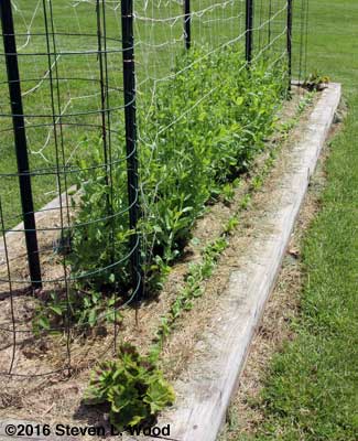 Spinach row in bed with geraniums, tomatoes, and early peas