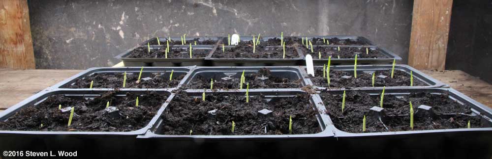 Sweet corn transplants