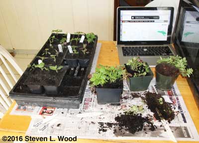Transplanting marigolds and snapdragons