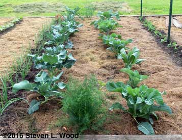 Brassicas look normal