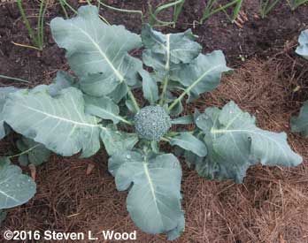 Premature (buttoned) head of broccoli