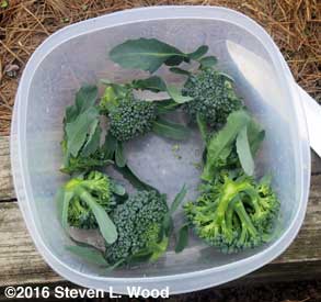 Seven buttoned heads of broccoli