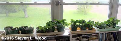 Gloxinias in sunroom