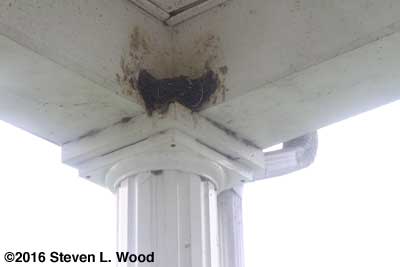 Partially constructed barn swallow nest