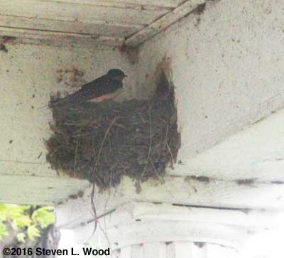Barn swallow on nest