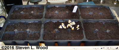 Seeding tray to sweet corn