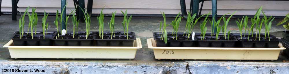 Sweet corn transplants