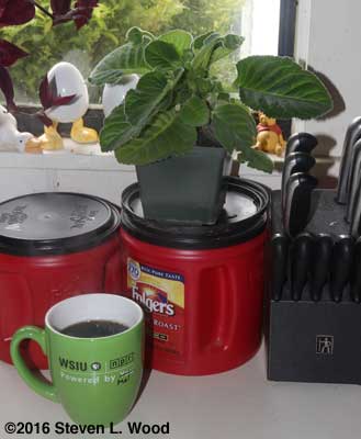 Gloxinia about ready to bloom