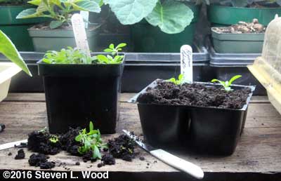 Transplanting alyssum