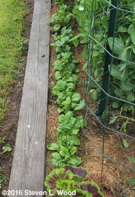 Spinach row