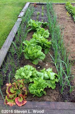 Onions, lettuce, (and carrots in background)