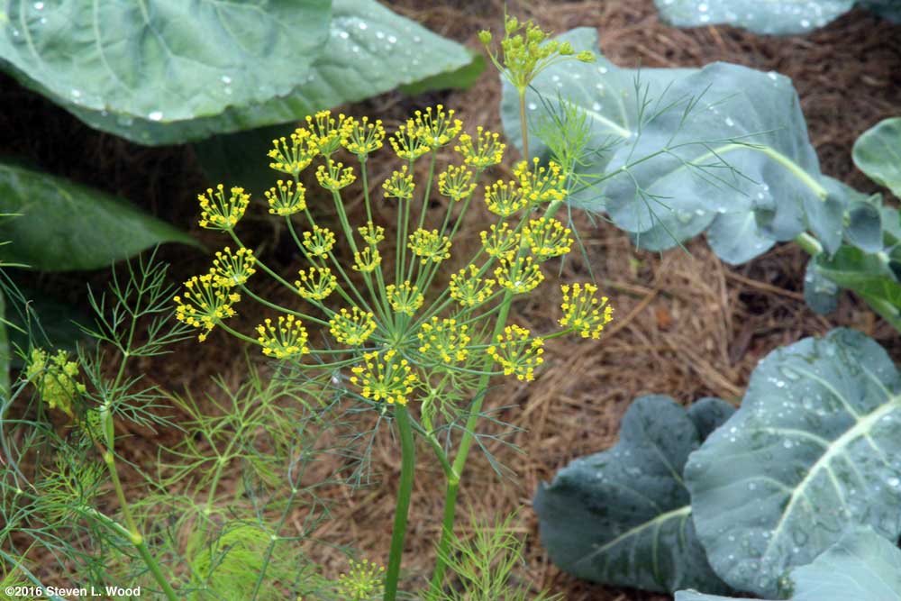 Dill in bloom