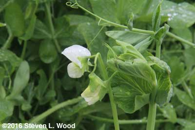Pea blossom