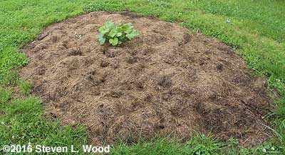 Waltham butternut squash hill