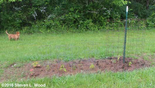 Isolation plot...and Daisy Duke