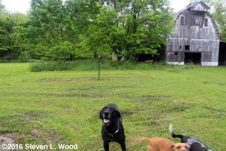 Another isolation plot...and happy dogs