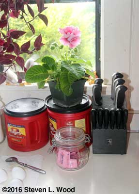 Gloxinia in kitchen window