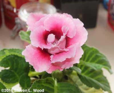 Double Brocade gloxinia bloom