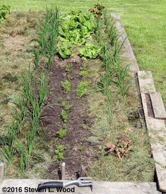 Onion, lettuce and carrot softbed