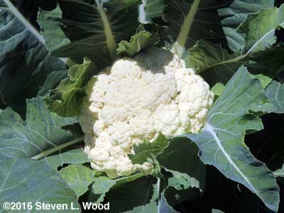 First cauliflower of the season