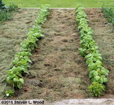 Green bean (L) and dark kidney bean (R) plants